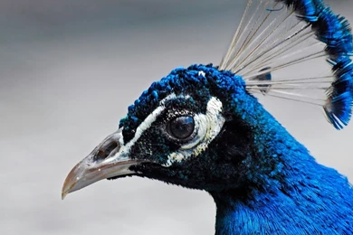 Indian Peacock Face Closeup Computer Desktop Wallpapers Free ...