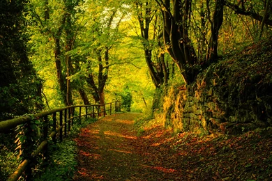 Green Autumn Wallpapers