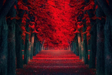 Autumn Breeze Photos