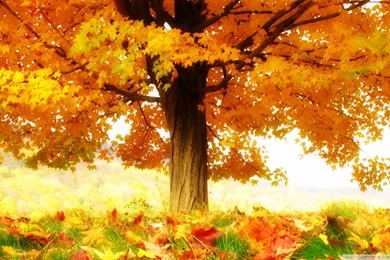 The Joy Of Autumn HD Desktop Wallpapers : Widescreen : High ...
