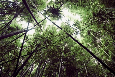 Daily Wallpaper: Bamboo Forest In Oahu, Hawaii [Exclusive]