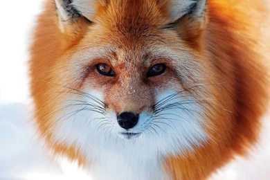 Red Fox   Animal Lovers Wallpapers