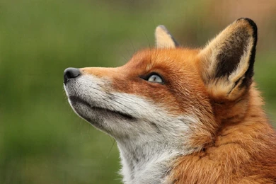 Gallery For > Fox Animal Wallpapers