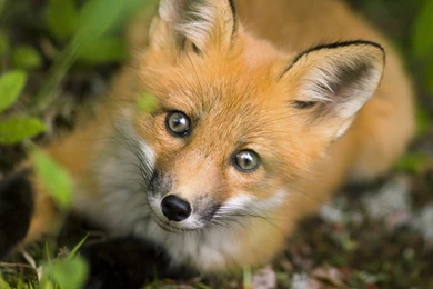 Fox Animal Photography Wallpapers   1920x1200 Wallpapers Download ...