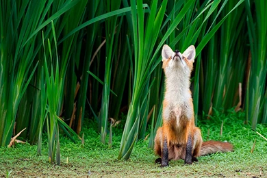 Fox Computer Wallpapers, Desktop Backgrounds