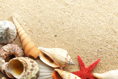 Shell Beach 17841 Beach Photo Landscape Scenery