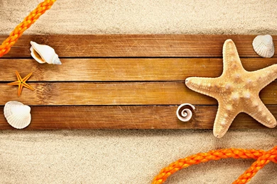 117 Shell HD Wallpapers