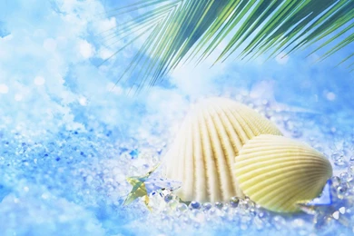 Android Shell Wallpapers