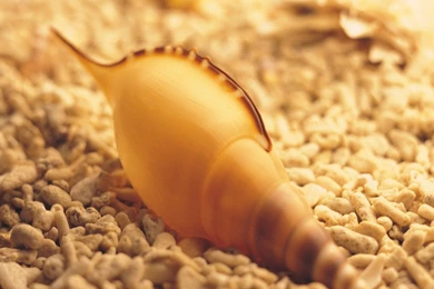 A Golden Shell By Beachside, Surrounding Scene Are Made Mere, It ...