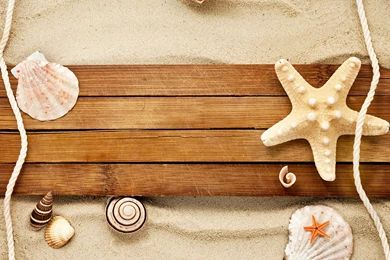 Shell Wallpapers For PC Desktop