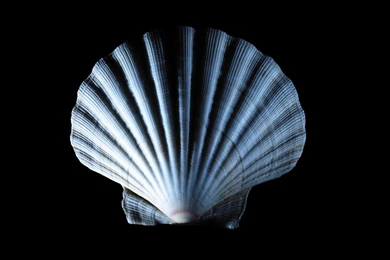 Sea Shell Wallpapers