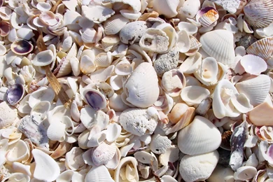 Free Shells Wallpapers Desktop