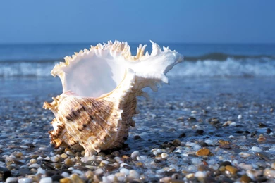 Sea Shell Wallpapers   Wallpapers Cave