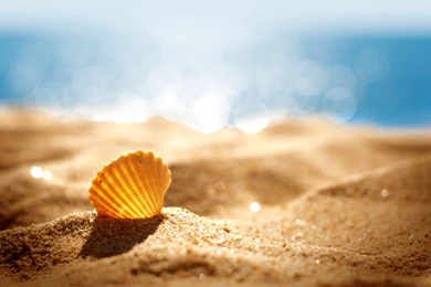 Shell On Beach Wallpapers Widescreen