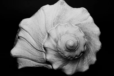 Shell Computer Wallpapers, Desktop Backgrounds