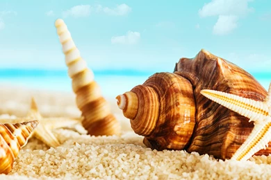 Shell and starfish at beach_uhd Wallpapers   WideWallpaper.info ...