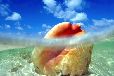 Shell Wallpapers   (