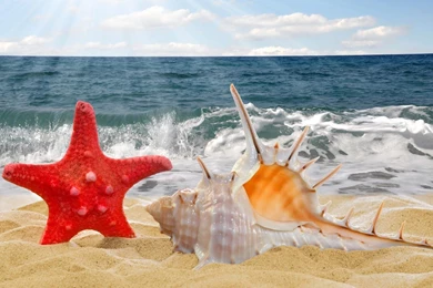 Shell Wallpapers Android Apps On Google Play