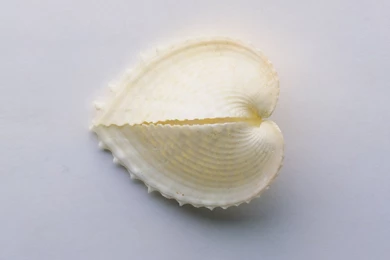 Shell In Heart Shaped Design, A Broken Heart, Inside Is A ...