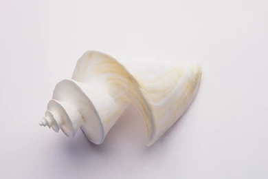 Conch Shell Wallpapers Album (3)
