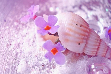 Beauty In The Sea Shell Wallpapers   (