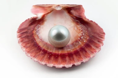 1920x1080 Sea Shell With Pearl Desktop PC And Mac Wallpapers