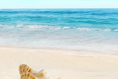 Nature Sunny Sea Shell Beach iPhone 6 Wallpapers Download