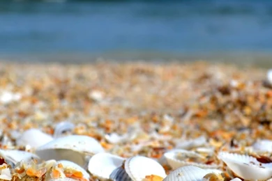 iPhone 6 Plus   Earth/Shell   Wallpapers ID: 613856