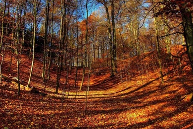 Fall Color Wallpapers   Wallpapers Cave