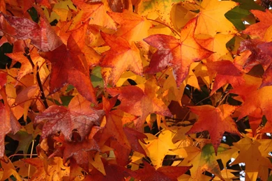 1920x1080 Fall Colors Desktop PC And Mac Wallpapers