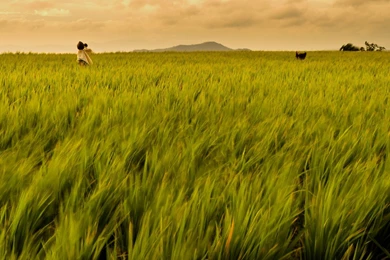 Philippines Wallpapers