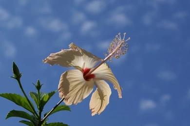 Sky Wallpapers Widescreen