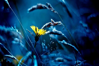 Mobile Wallpapers   Daily Galleries