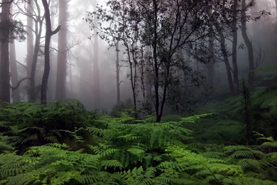 High Resolution Forest 1920×1080 Wallpapers Full Size ...