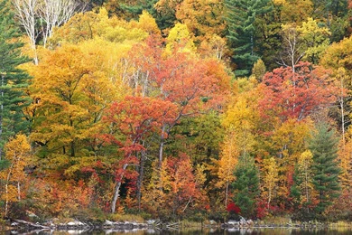 Fall Foliage Wallpapers For Desktop   Wallpapers Cave