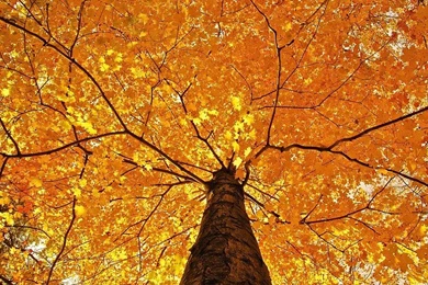 Nature Trees Leaves Color Yellow Autumn Fall Seasons Foliage ...