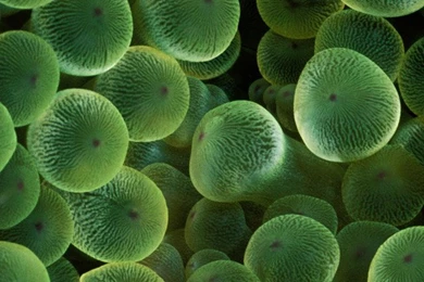 Lock Screen + Home Screen: Matching Wallpapers Sets.