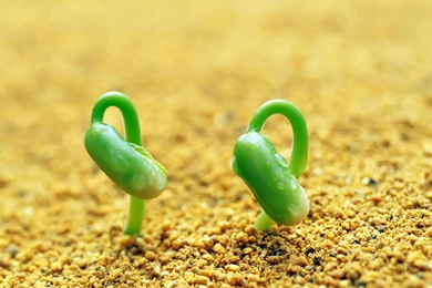 Seed Strength: Sprout Leaves Wallpapers 14 － Plant Wallpapers ...