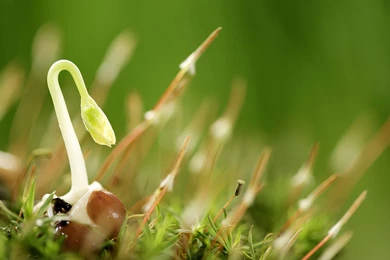 Seed Strength: Sprout Leaves Wallpapers 3 － Plant Wallpapers ...