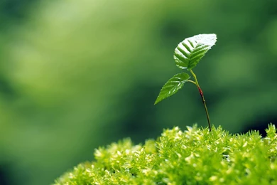 Moisturizing Eye Series: Sprout Leaves Wallpapers 7 － Plant ...