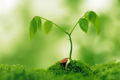Green Nature Plant Hd Wallpapers