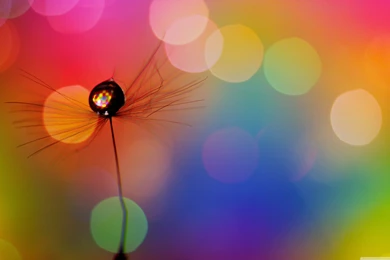 Drop In A Dandelion Seed HD Desktop Wallpapers : Fullscreen