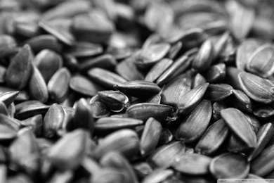Sunflower Seed HD Desktop Wallpapers : Widescreen : High Definition ...
