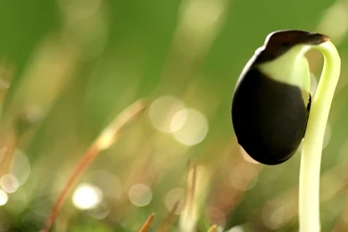 Seed Strength: Sprout Leaves Wallpapers － Plant Wallpapers   Free ...