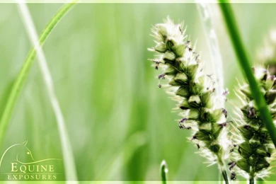 Grass Seed Wallpapers Desktop By EquineExposures On DeviantArt