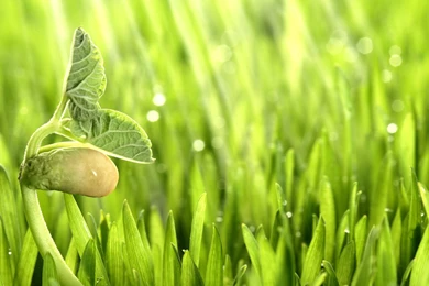 Seed Strength: Sprout Leaves Wallpapers 11 － Plant Wallpapers ...