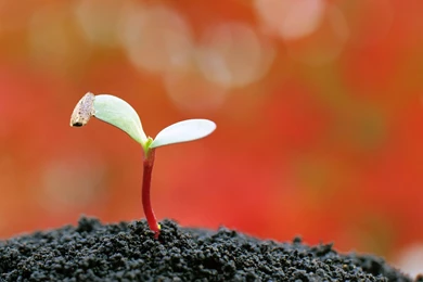 Moisturizing Eye Series: Sprout Leaves Wallpapers 20 － Plant ...