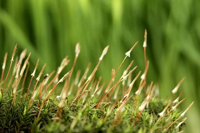 Seed Strength: Sprout Leaves Wallpapers 7 － Plant Wallpapers ...