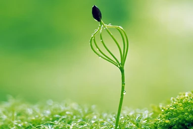 Moisturizing Eye Series: Sprout Leaves Wallpapers 16 － Plant ...