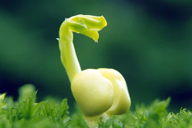 Seed Strength: Sprout Leaves Wallpapers 17 － Plant Wallpapers ...